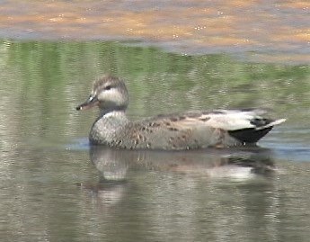 Gadwall 12