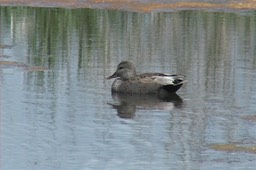 Gadwall 2