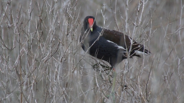 Gallinule, Common 2