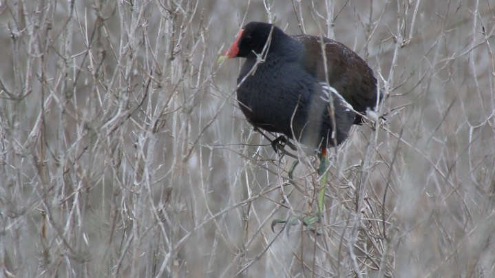 Gallinule, Common 4