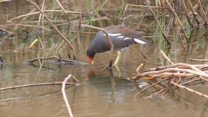 Gallinule, Common 5