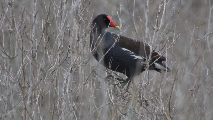 Gallinule, Common3