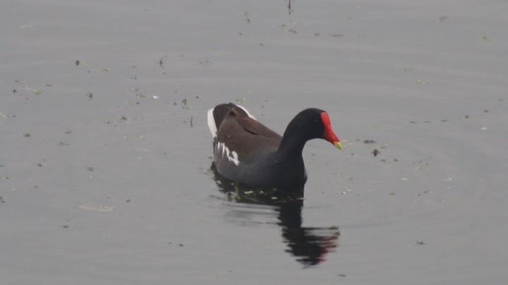 Gallinule, Common