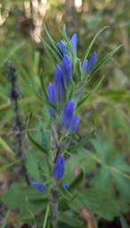 Gentian by Hallgarth (1)