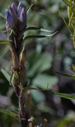 Gentiana affinis - Pleated Gentian7