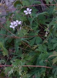 Geranium richardsonii, Richardson Geranium  2