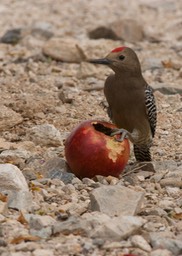 Gila Woodpecker, Melanerpes uropygialis