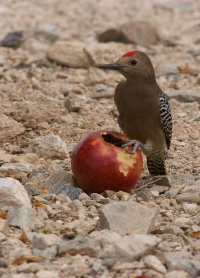 Gila Woodpecker, Melanerpes uropygialis1