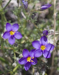 Giliastrum acerosum, Spiny Blue Bowls, Apache Peak 4-14b