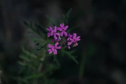 Glandularia chiricahensis Chiricahua Vervain