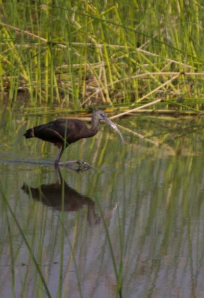 Glossy Ibis, Plegadis falcinellus2