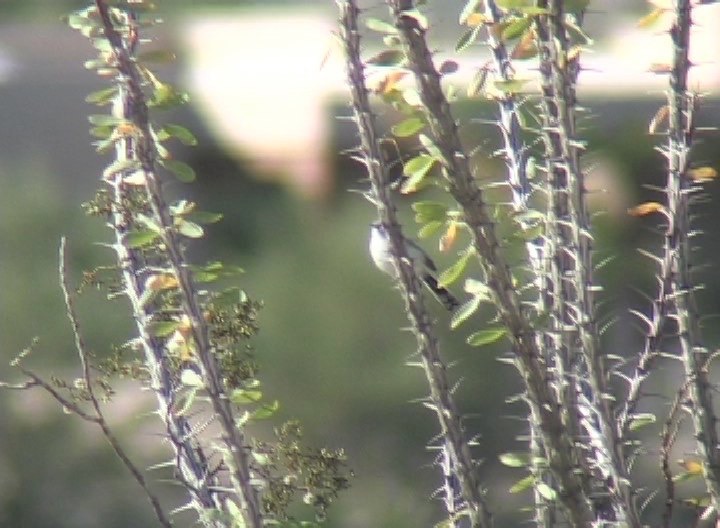 Gnatcatcher, Black-tailed