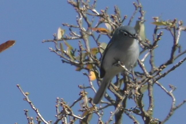 Gnatcatcher, Blue-gray 1