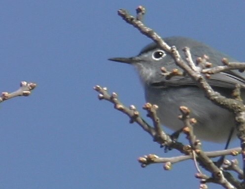 Gnatcatcher, Blue-gray 3