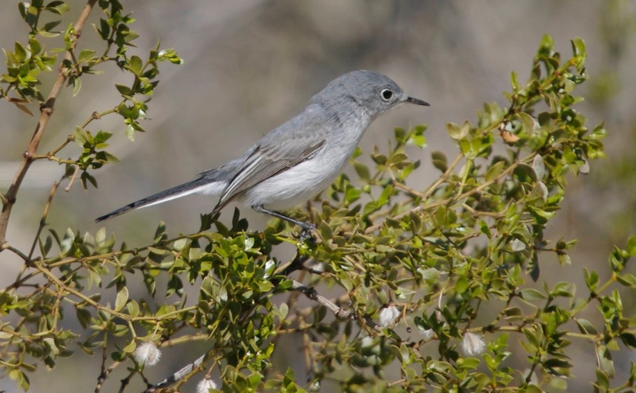 Gnatcatcher, Blue-gray c