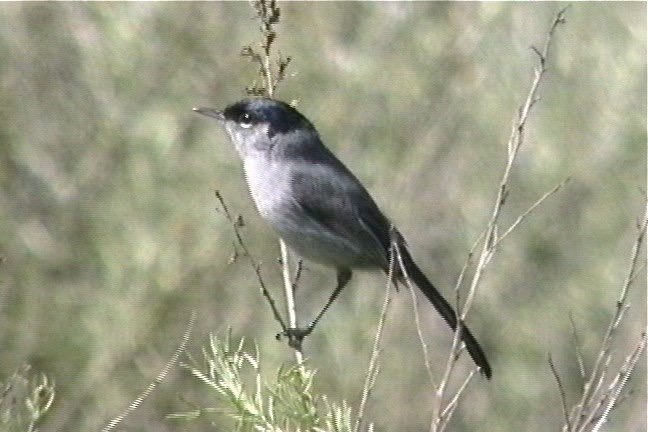 Gnatcatcher, California 1