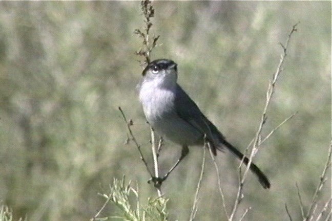 Gnatcatcher, California 2