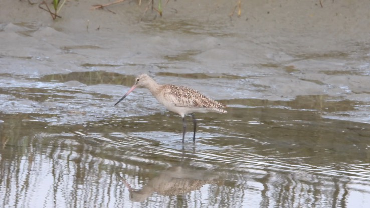 Godwit, Marbled 1