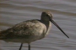 Godwit, Marbled 1