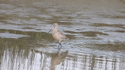 Godwit, Marbled 2