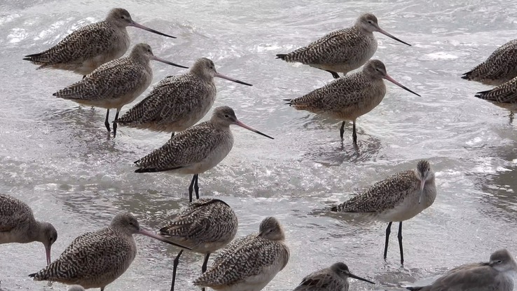 Godwit, Marbled 3