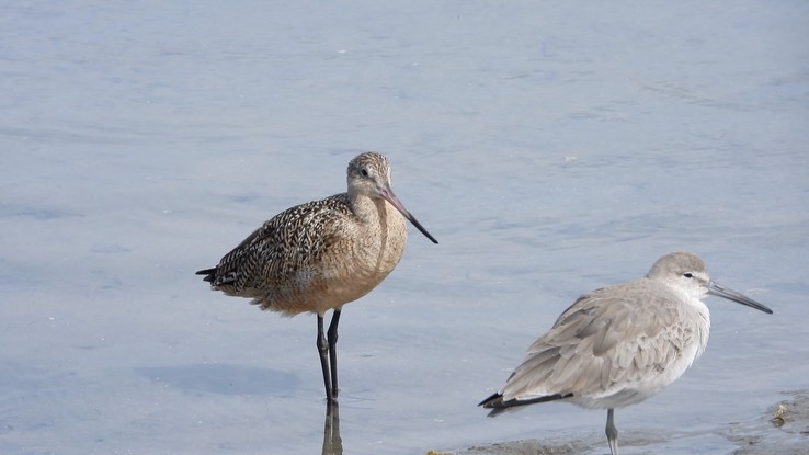 Godwit, Marbled 4