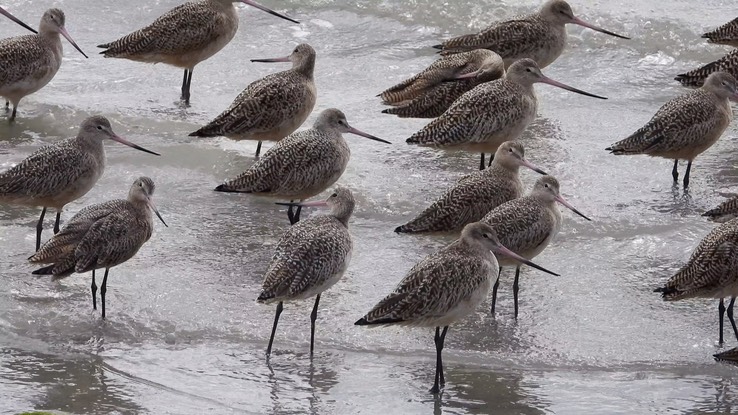 Godwit, Marbled 5