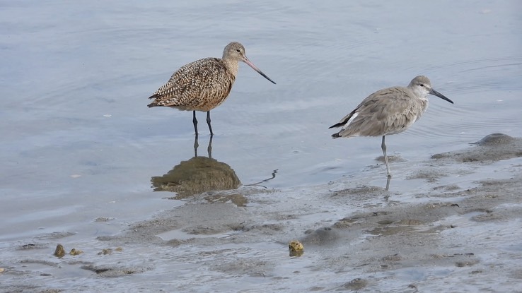 Godwit, Marbled 6