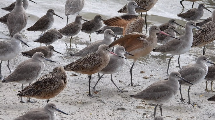 Godwit, Marbled 7