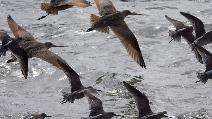 Godwit, Marbled 8