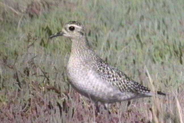 Golden-Plover, Pacific 3