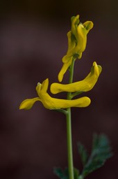 Golden-smoke - Corydalis aurea4 4-8