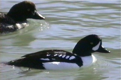 Goldeneye, Barrow's 2