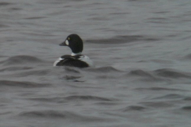 Goldeneye, Common 1