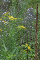 GOLDENROD 1