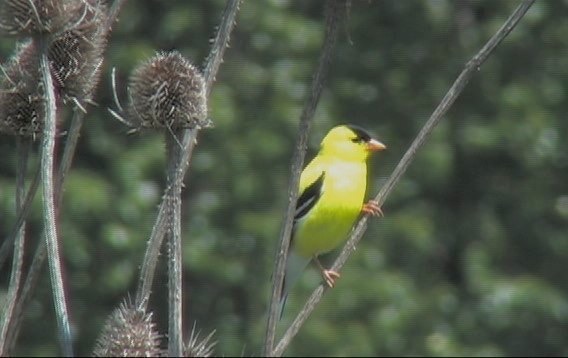 Goldfinch, American 1_1