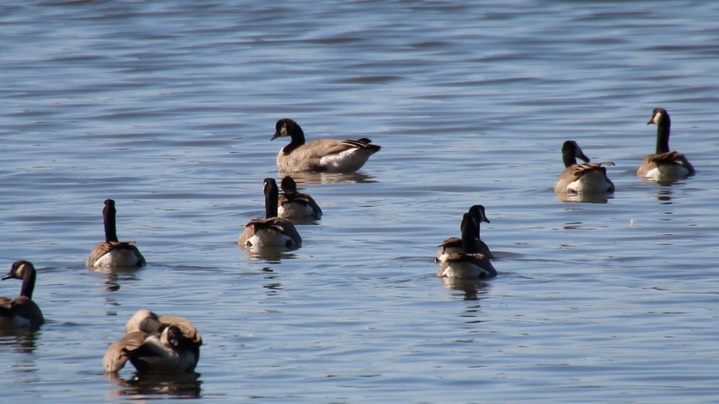 Goose, Cackling (Oregon) 2