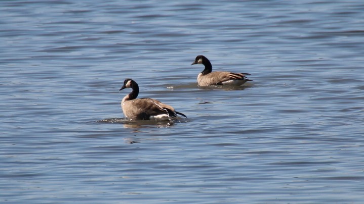 Goose, Cackling (Oregon)