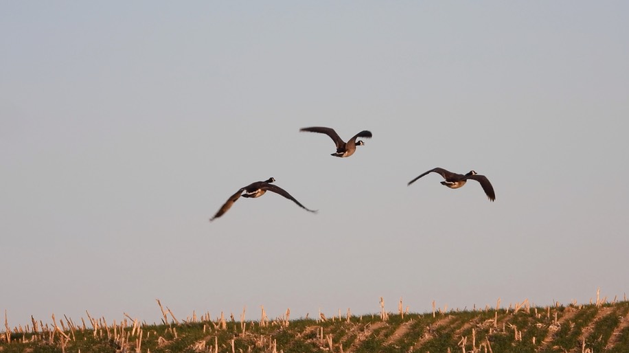 Goose, Canada  Kansas 2022 2