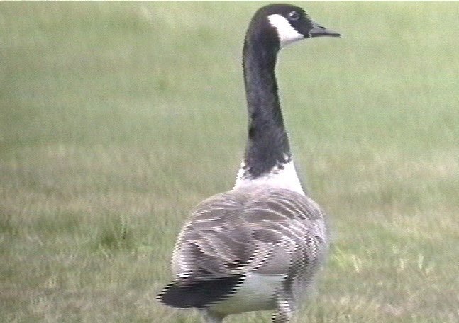 Goose, Canada 2