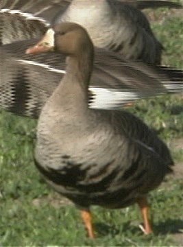 Goose, Greater White-fronted 3