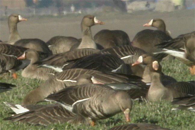 Goose, Greater White-fronted 4