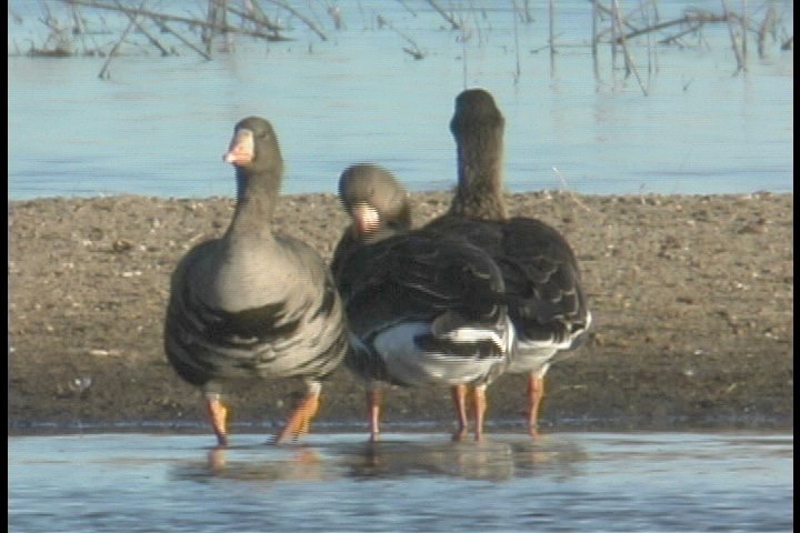 Goose, Greater White-fronted 24