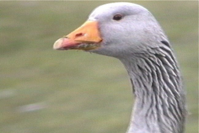 Goose, Greylag (feral) 1