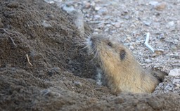 Gopher, Botta's Pocket-