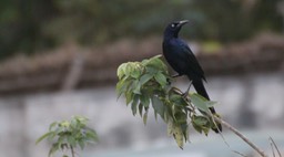 Grackle, Great-tailed 1