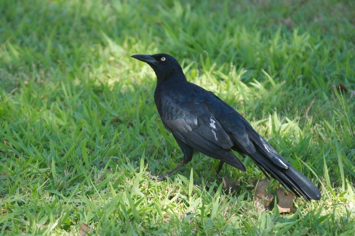 Grackle, Great-tailed a