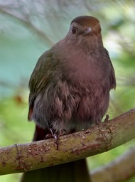 Gray Catbird 1