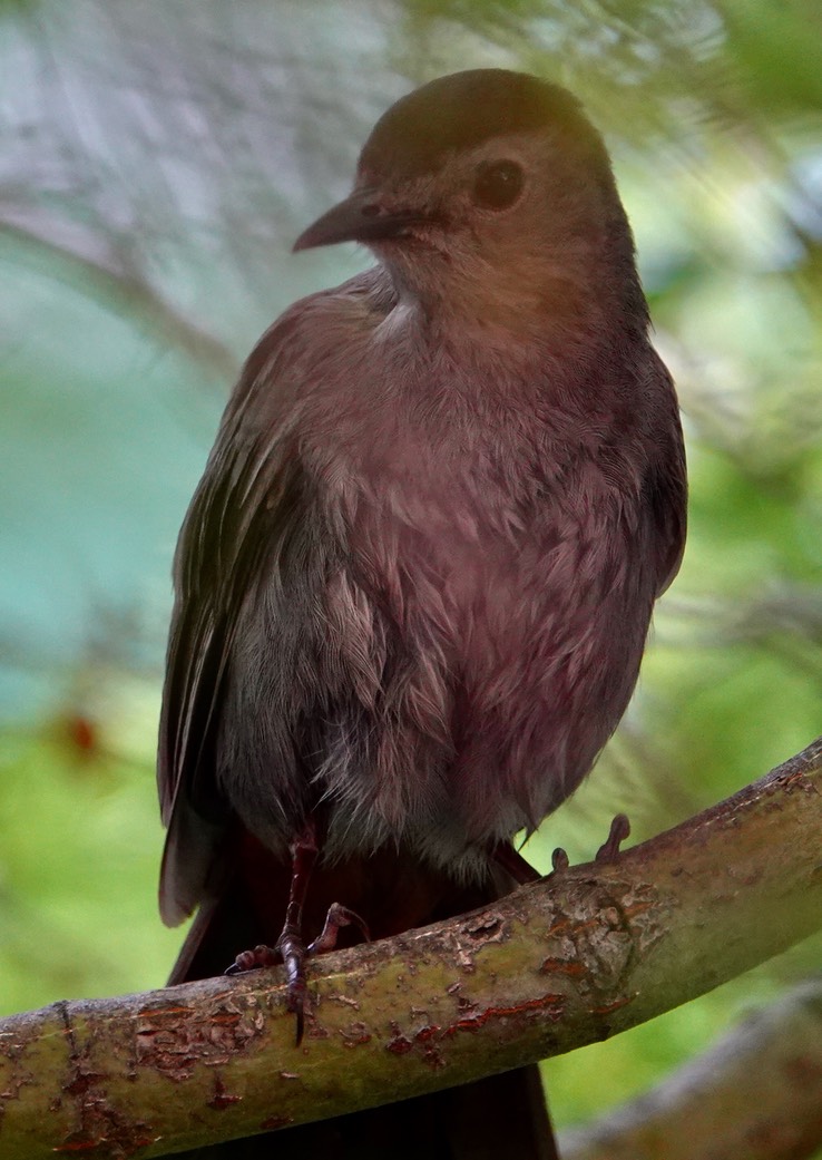 Gray Catbird 2