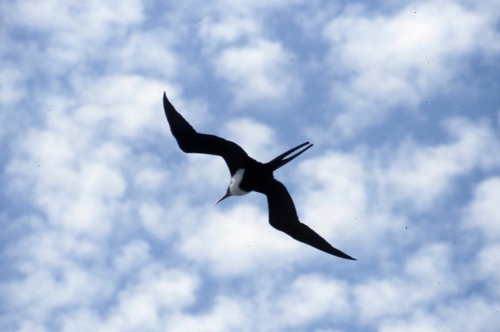 Great Frigatebird427